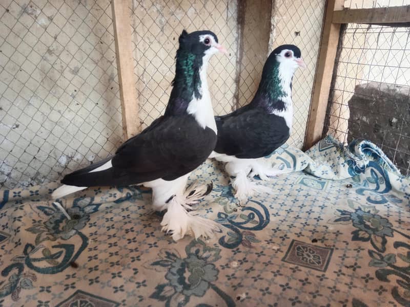 pigeon 1