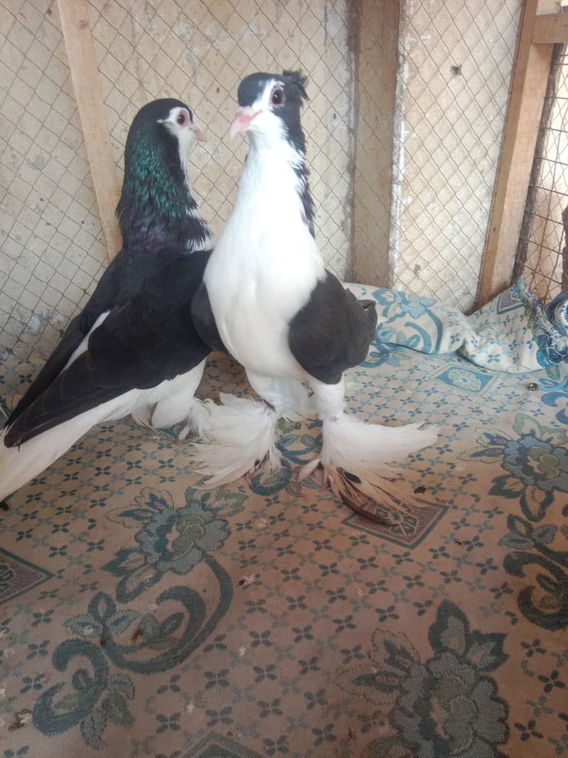 pigeon 2
