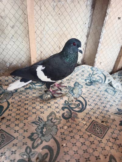 pigeon
