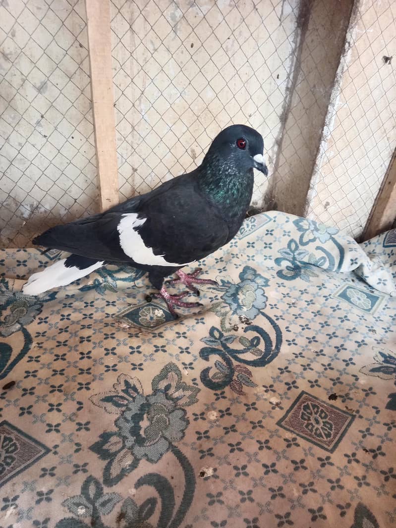 pigeon 4