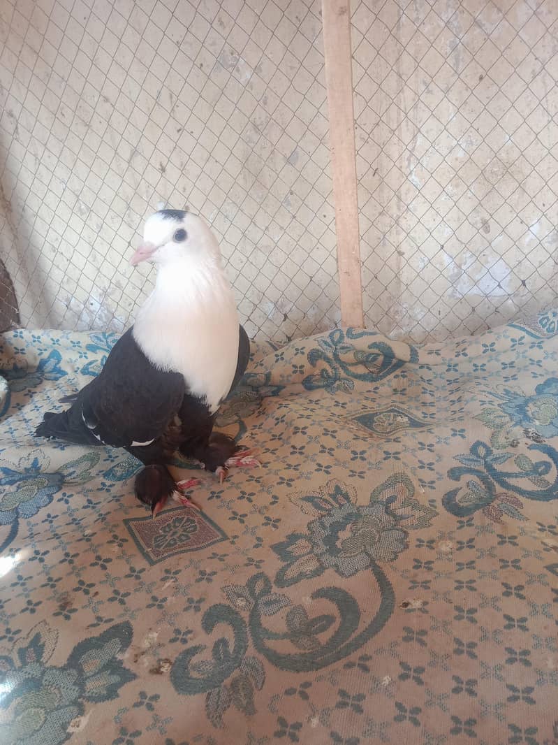 pigeon 5