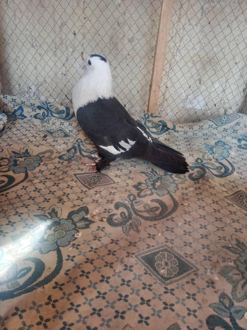 pigeon 6