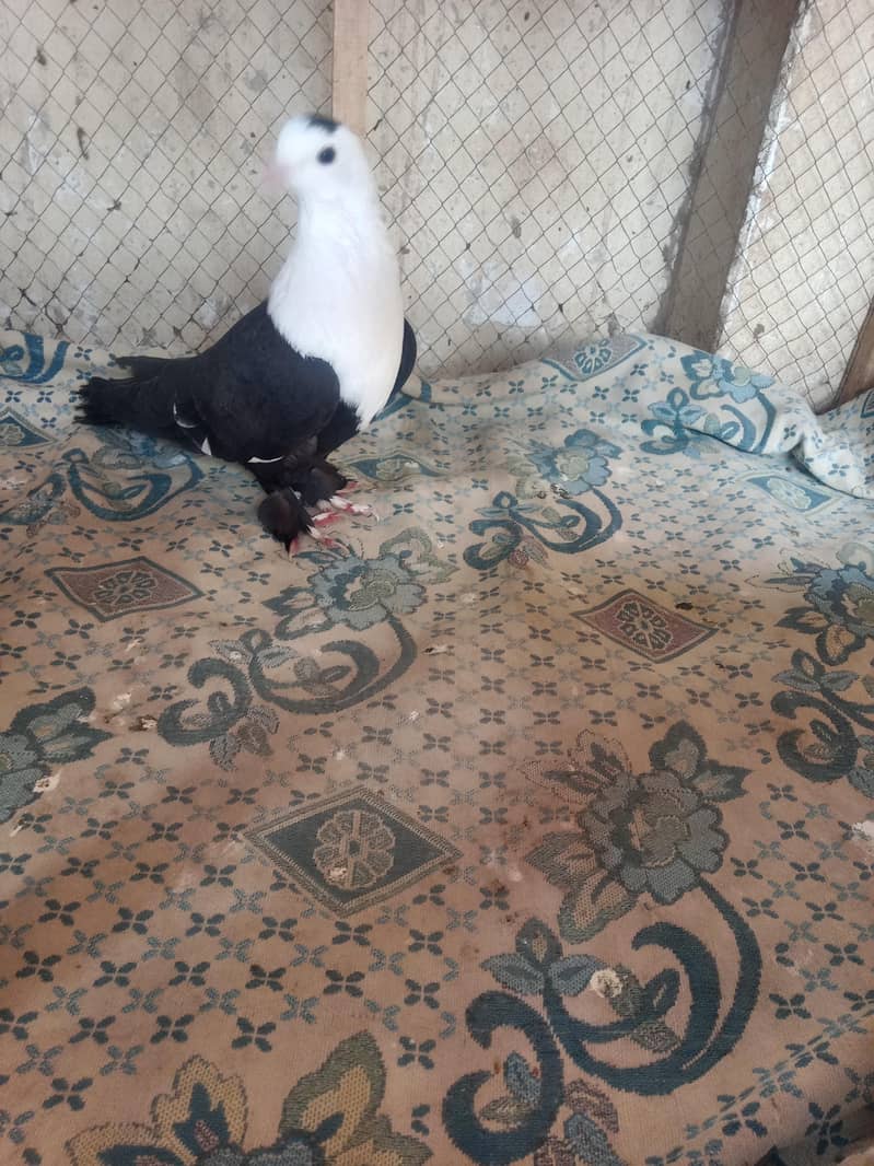 pigeon 7
