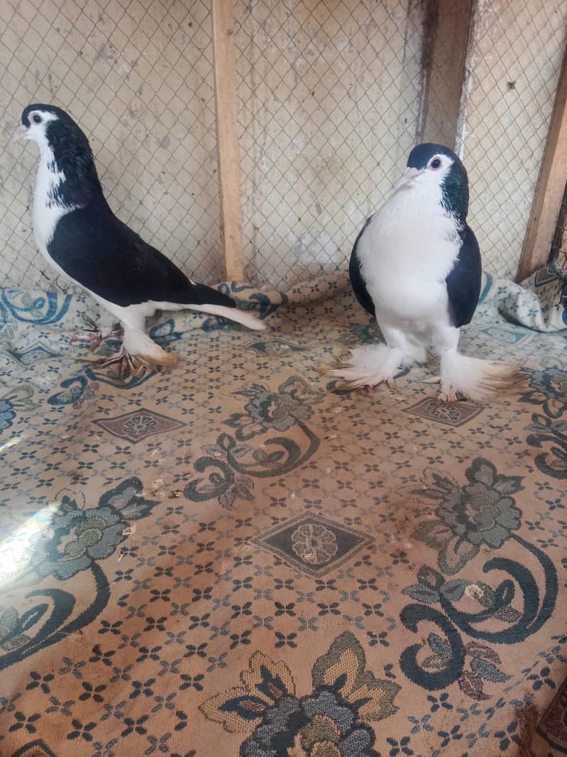 pigeon 8