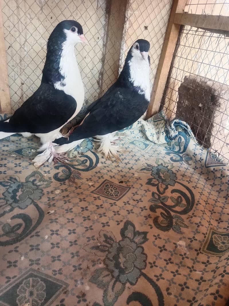 pigeon 9