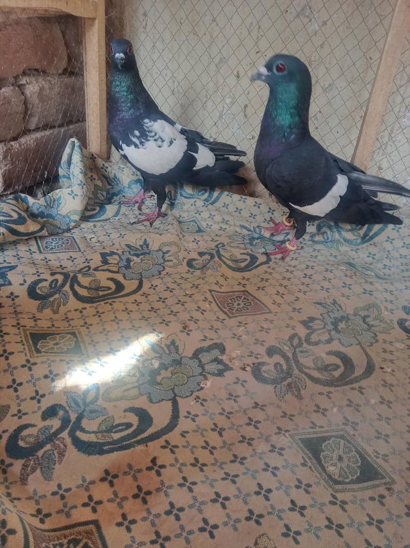 pigeon 10