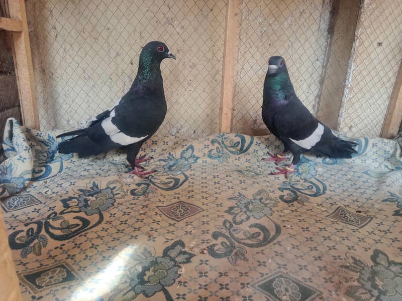 pigeon 11
