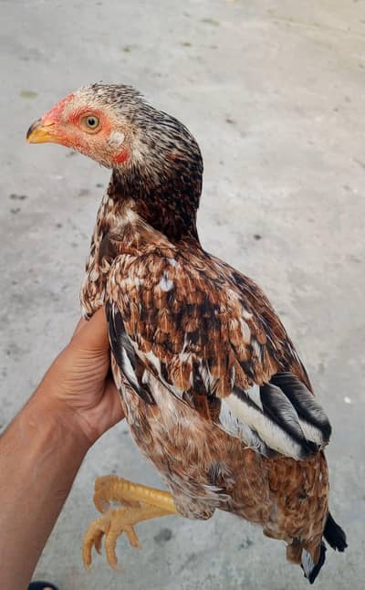 Sindi Aseel Madi pathi
