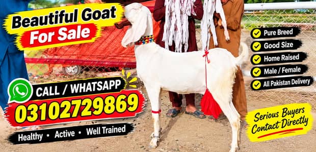 3 Bacchon Ka Sath Rajanpuri Bakri For Sale