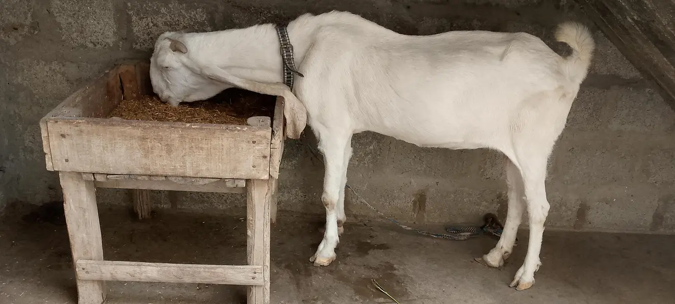 Gulabi Bkri — photo 2