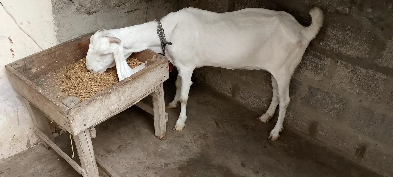 Gulabi Bkri — photo 4