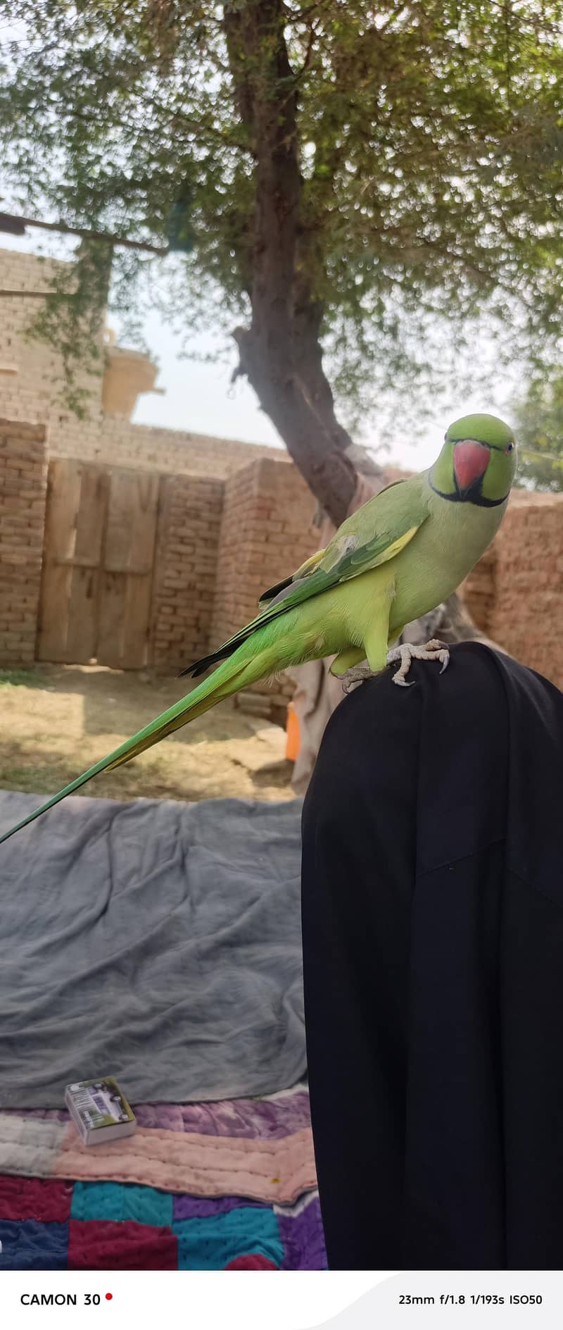 talking parrot 0
