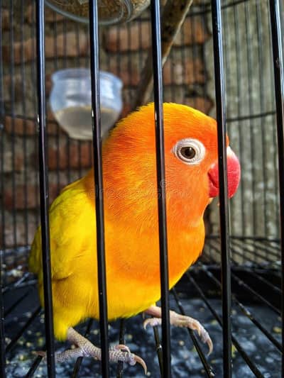 Lutino female healthy and active