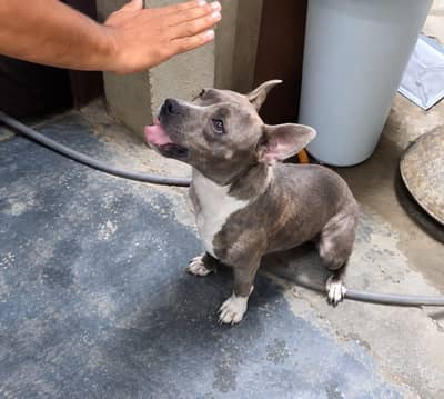 quality male looking for new home