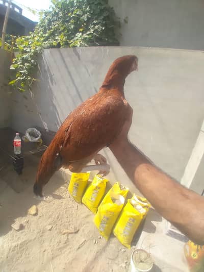 peli aseel Madi