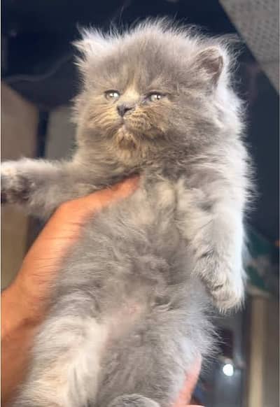 GREY KITTENS