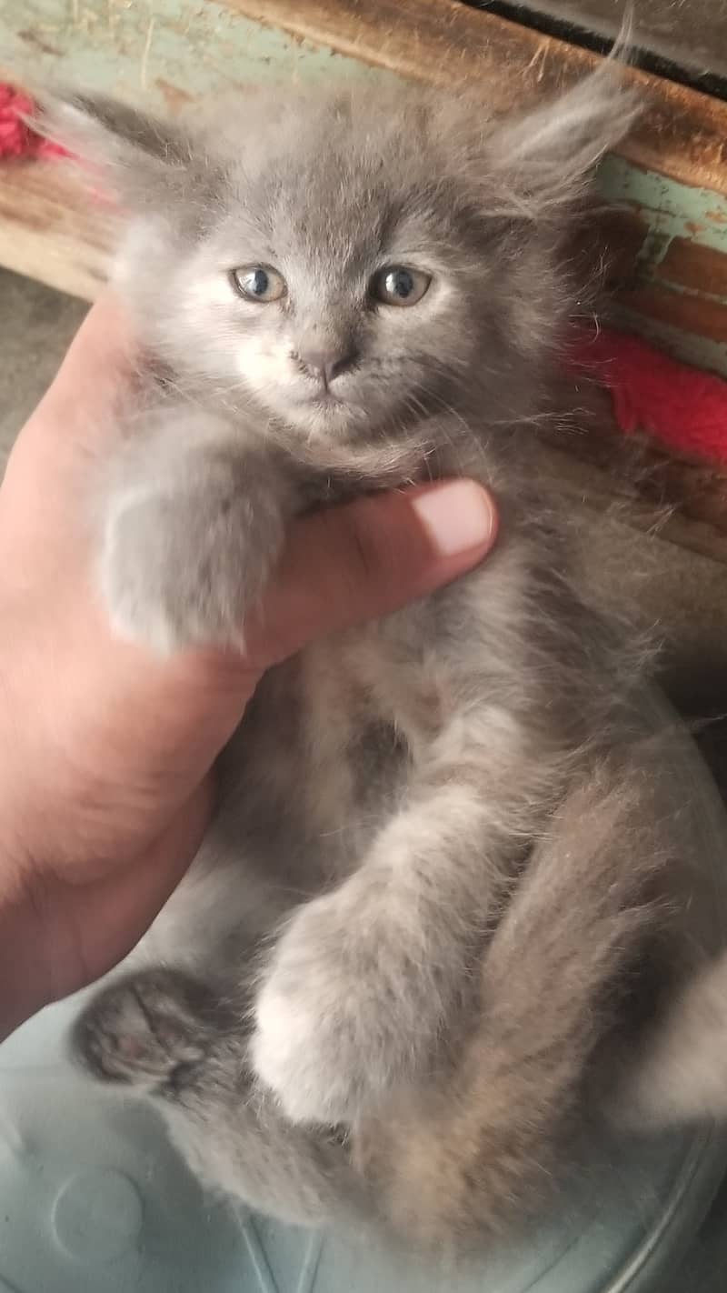 GREY KITTENS 1