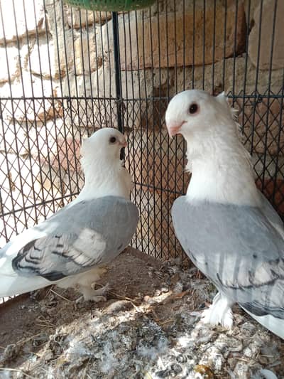 blue santinat 2 pair 1 female