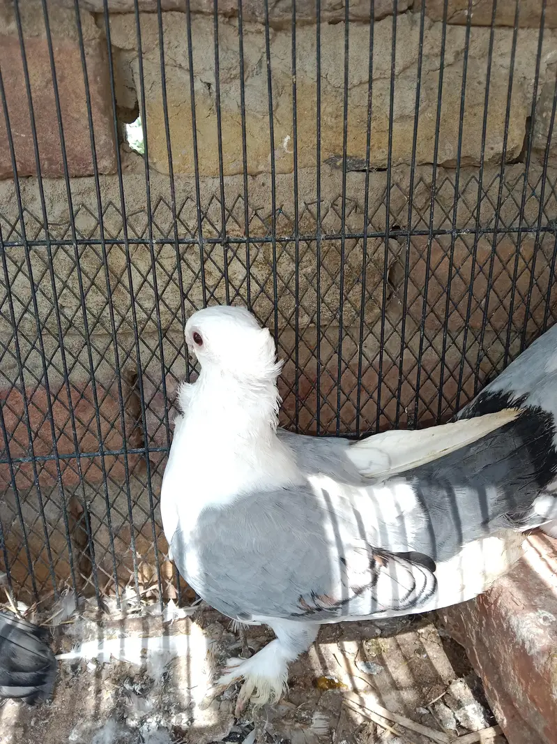 blue santinat 2 pair 1 female — photo 2