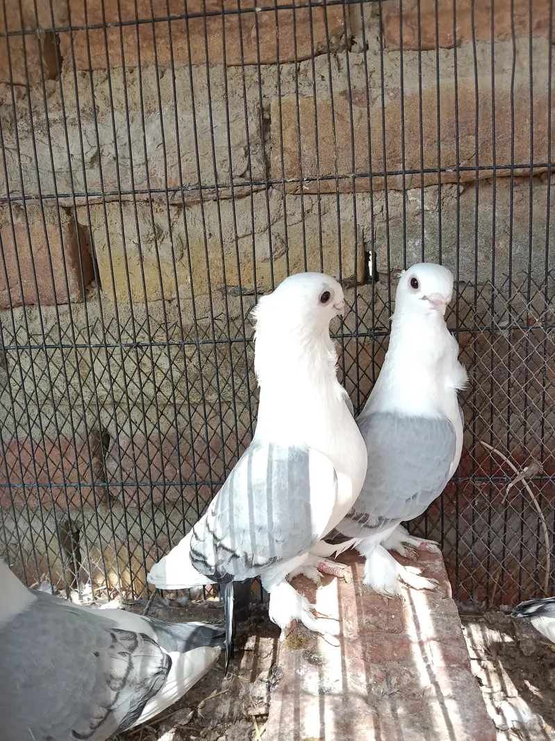 blue santinat 2 pair 1 female — photo 3