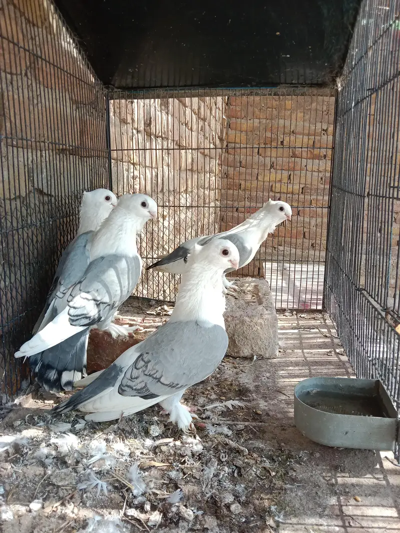 blue santinat 2 pair 1 female — photo 4