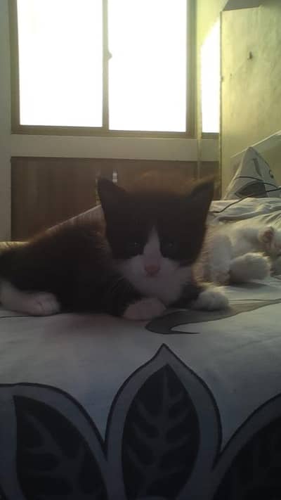 black n white kitten
