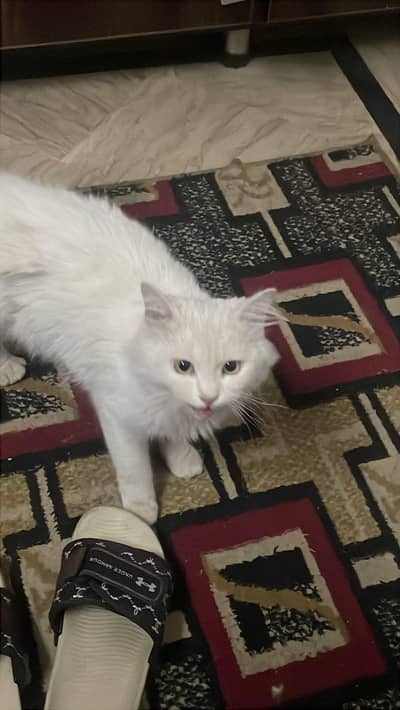 male cat