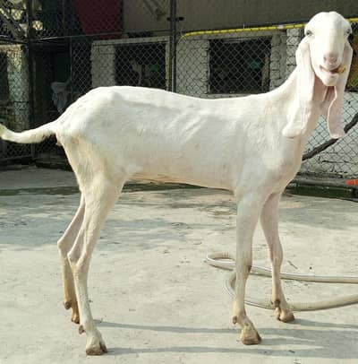 Gulabi Rajanpuri beautiful pathi