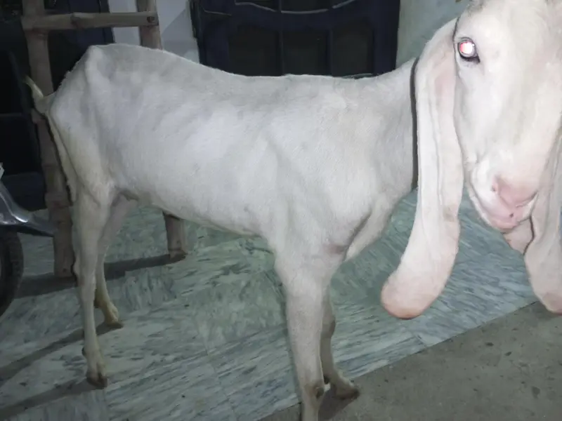 Gulabi Rajanpuri beautiful pathi — photo 3