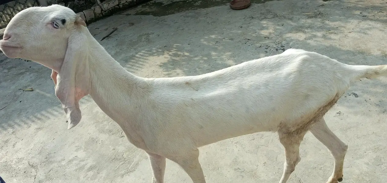 Gulabi Rajanpuri beautiful pathi — photo 4
