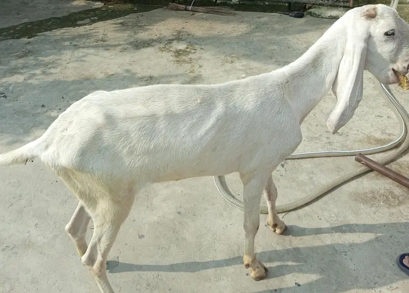Gulabi Rajanpuri beautiful pathi — photo 5