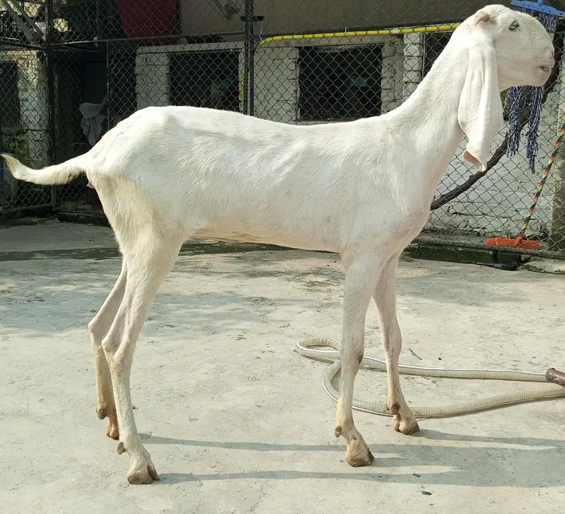 Gulabi Rajanpuri beautiful pathi — photo 6