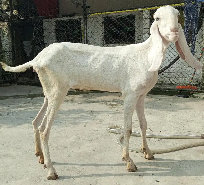 Gulabi Rajanpuri beautiful pathi — photo 7
