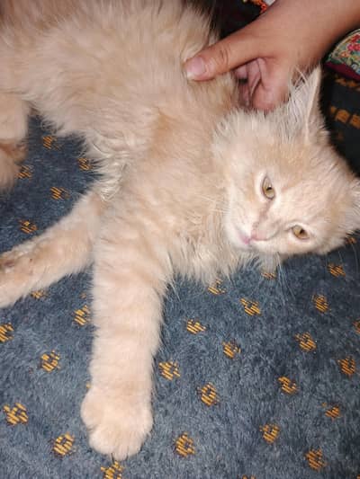 Sale Persian Cat Urgent
