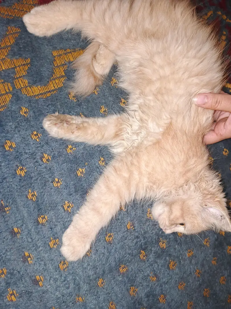 Sale Persian Cat Urgent — photo 2