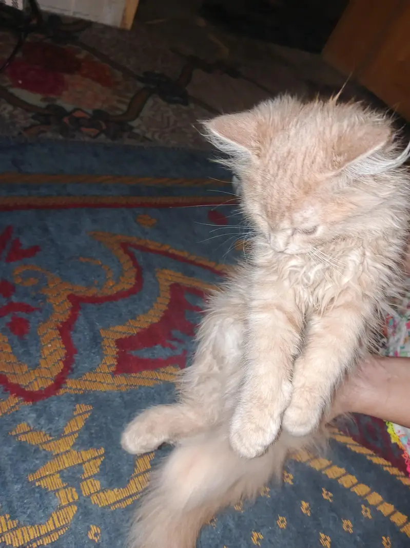 Sale Persian Cat Urgent — photo 3
