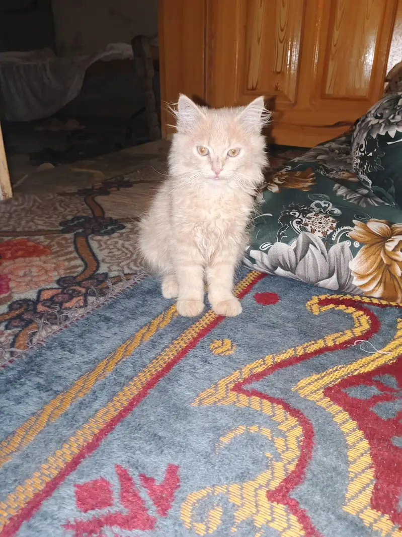 Sale Persian Cat Urgent — photo 4