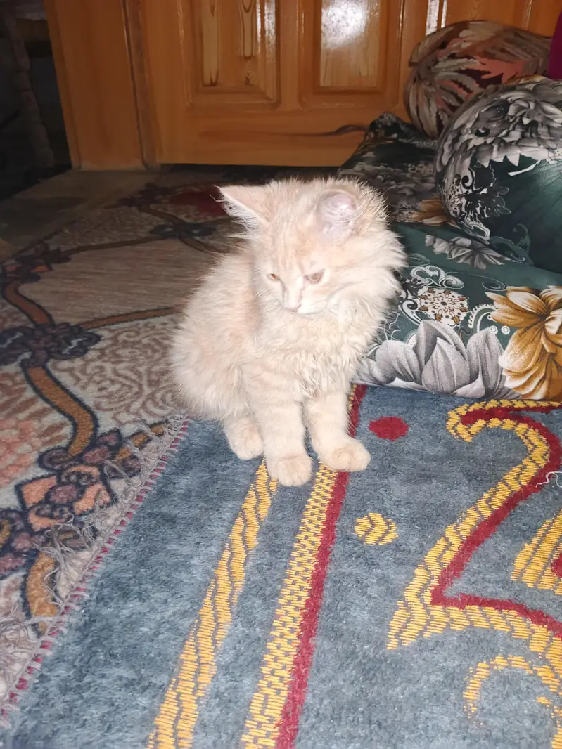 Sale Persian Cat Urgent — photo 5