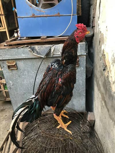 Turkish hint /thai