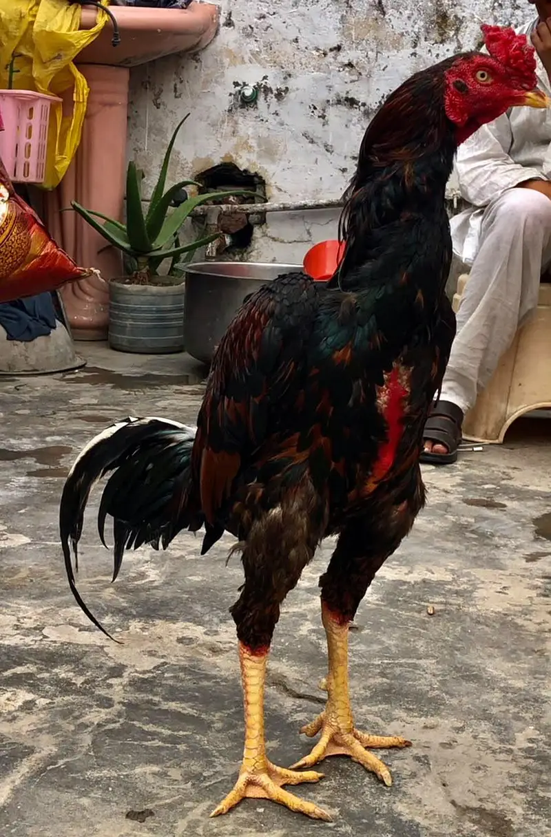 Turkish hint /thai — photo 2