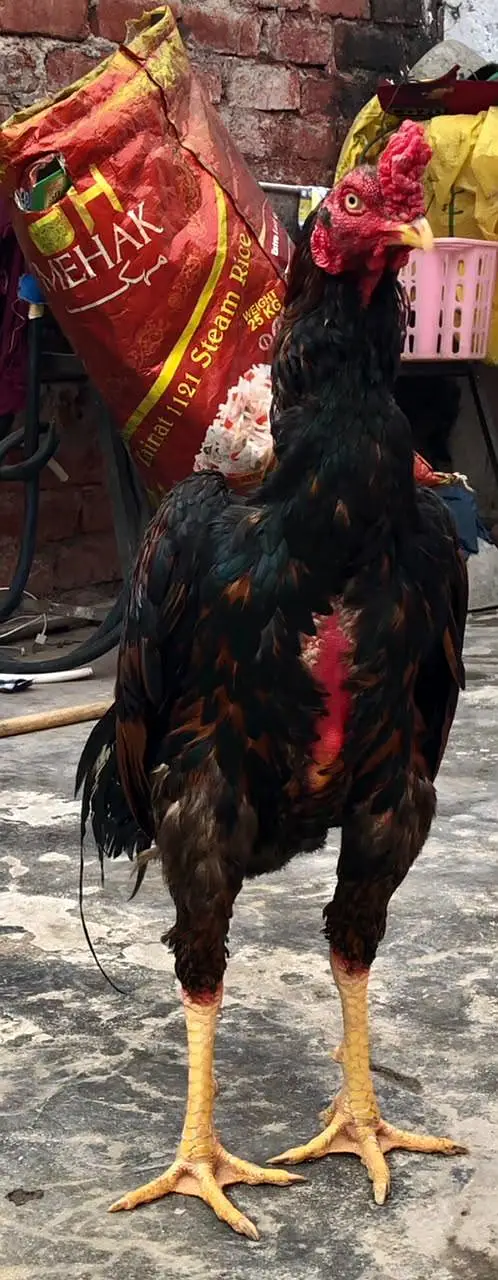 Turkish hint /thai — photo 3