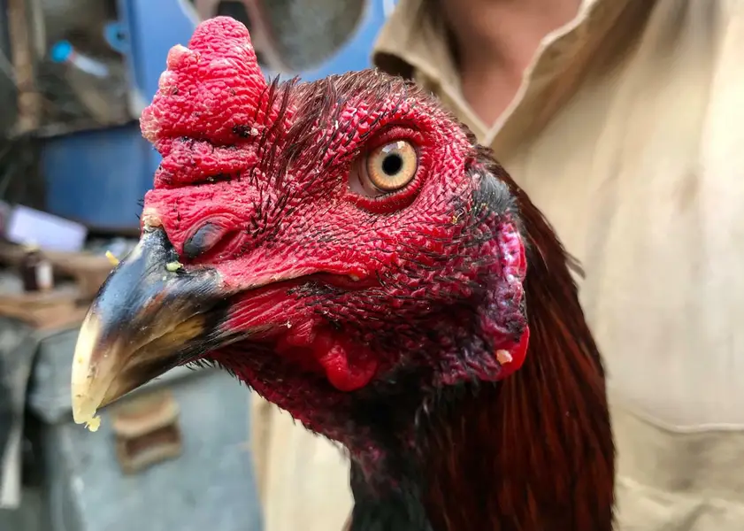 Turkish hint /thai — photo 5