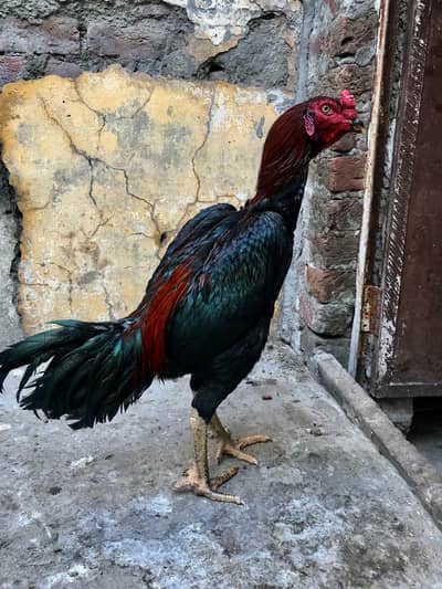 Turkish hint /thai