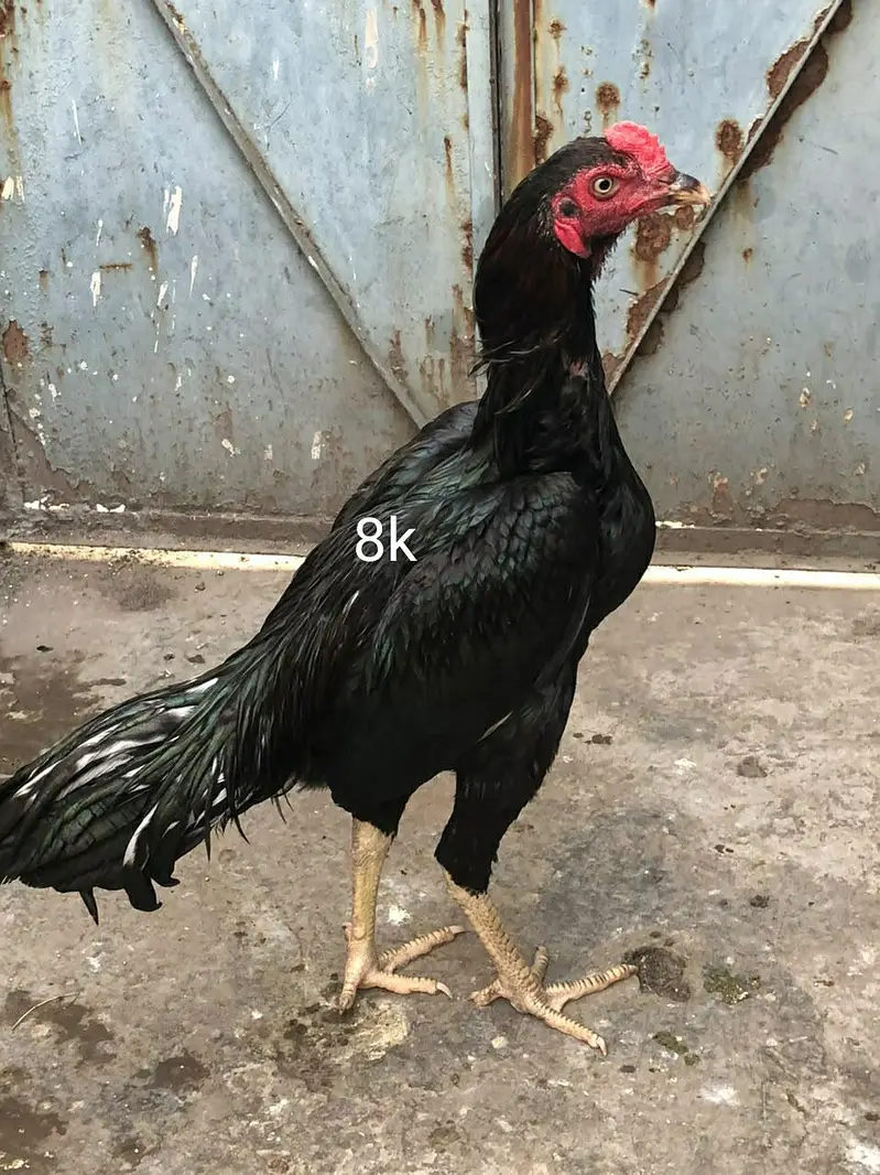 Turkish hint /thai — photo 8