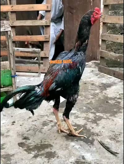 Turkish hint /thai