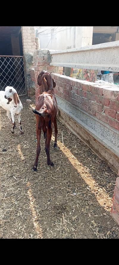 nagri  bakri