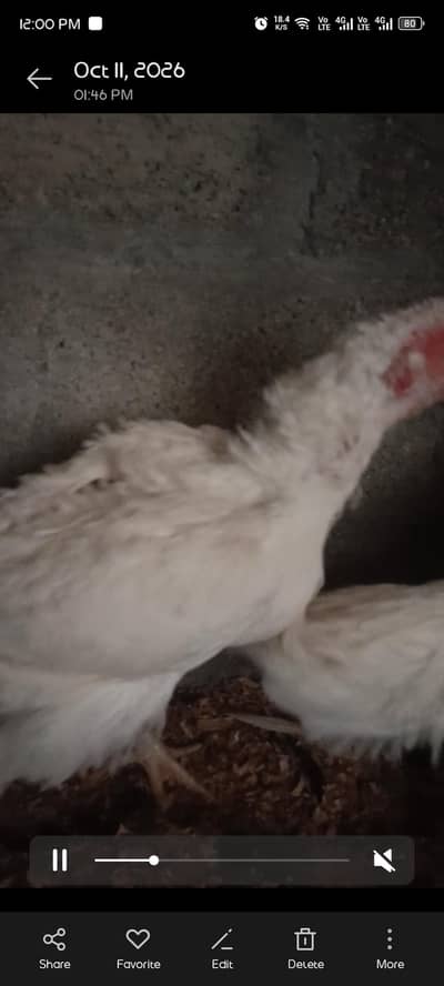 white aseel pair for sale price 8k