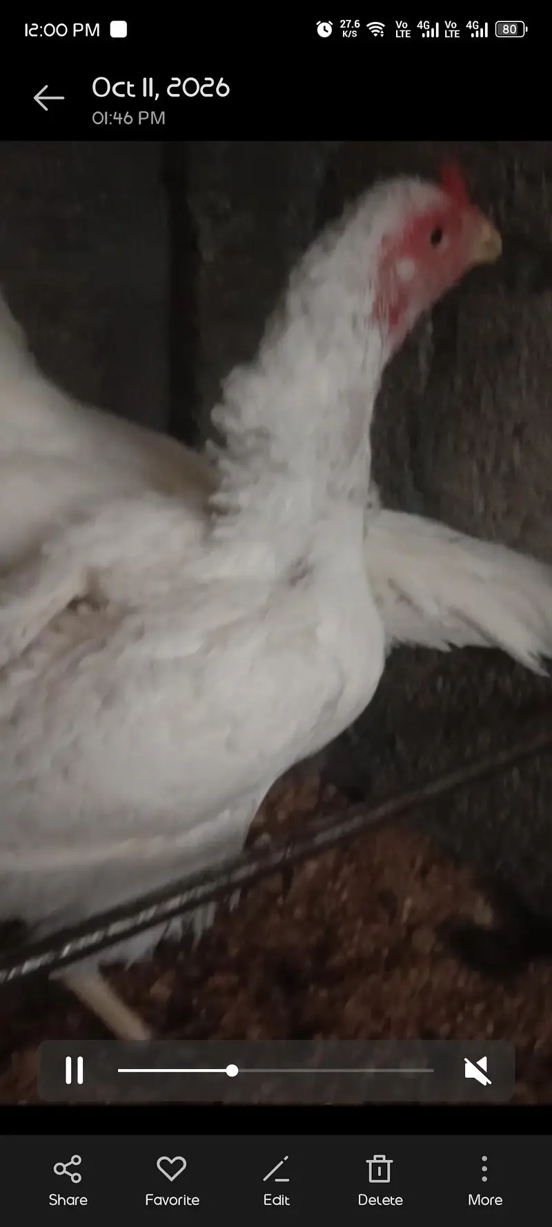 white aseel pair for sale price 8k — photo 2