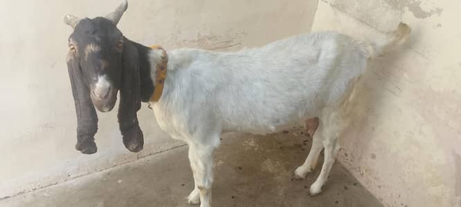 kamori Bakri