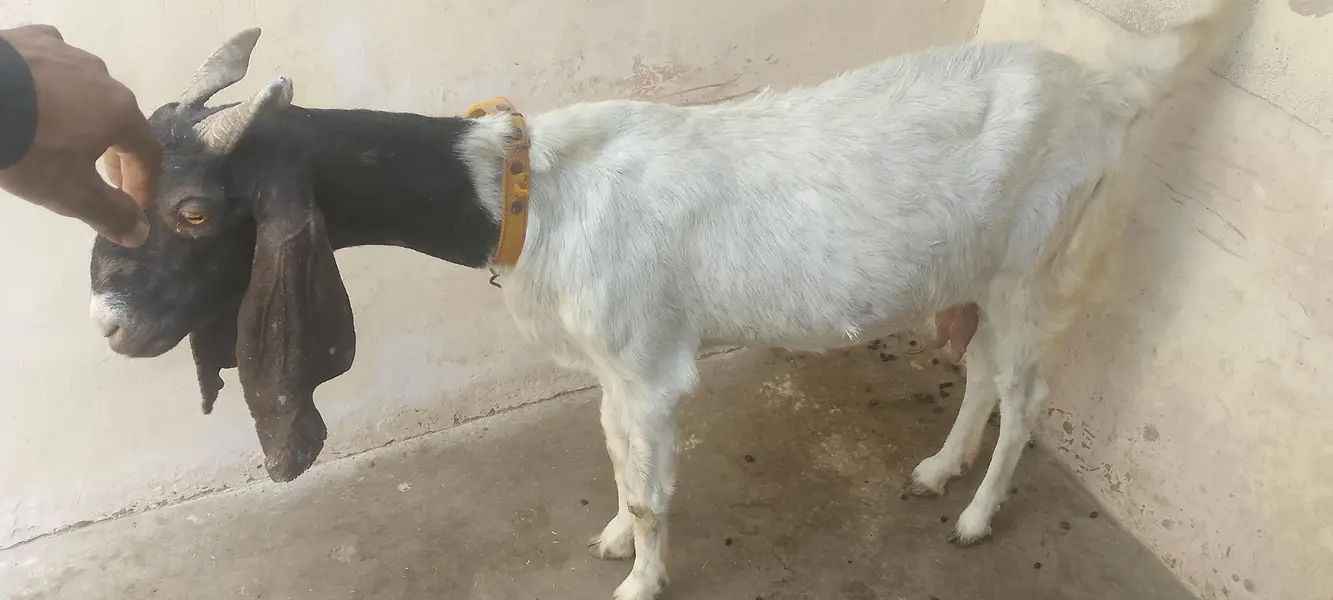 kamori Bakri — photo 2